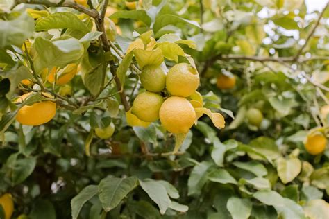 The Citrus Cleanse: How Lemons Aid in Detoxification